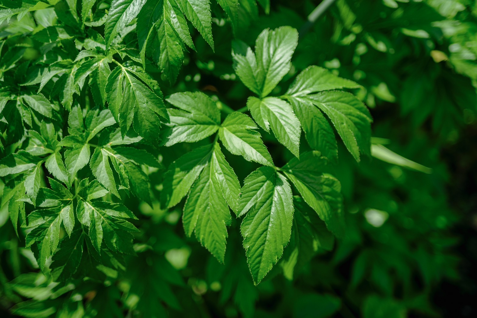 明日葉の力を日常に｜知っておきたい栄養成分と楽しみ方