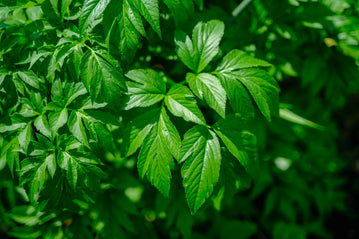 明日葉の力を日常に｜知っておきたい栄養成分と楽しみ方