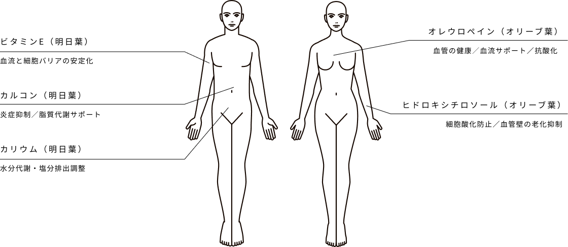 巡り・ととのえ