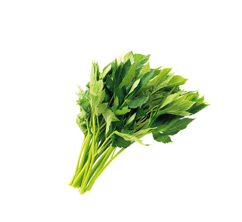 明日葉