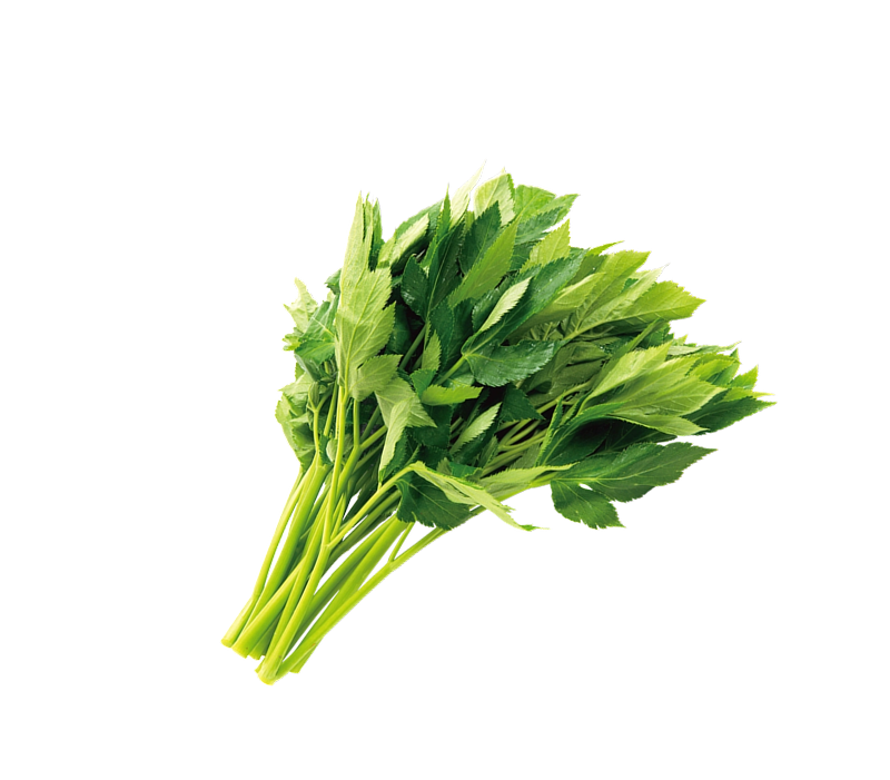 明日葉