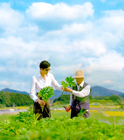 明日葉とケールの比較