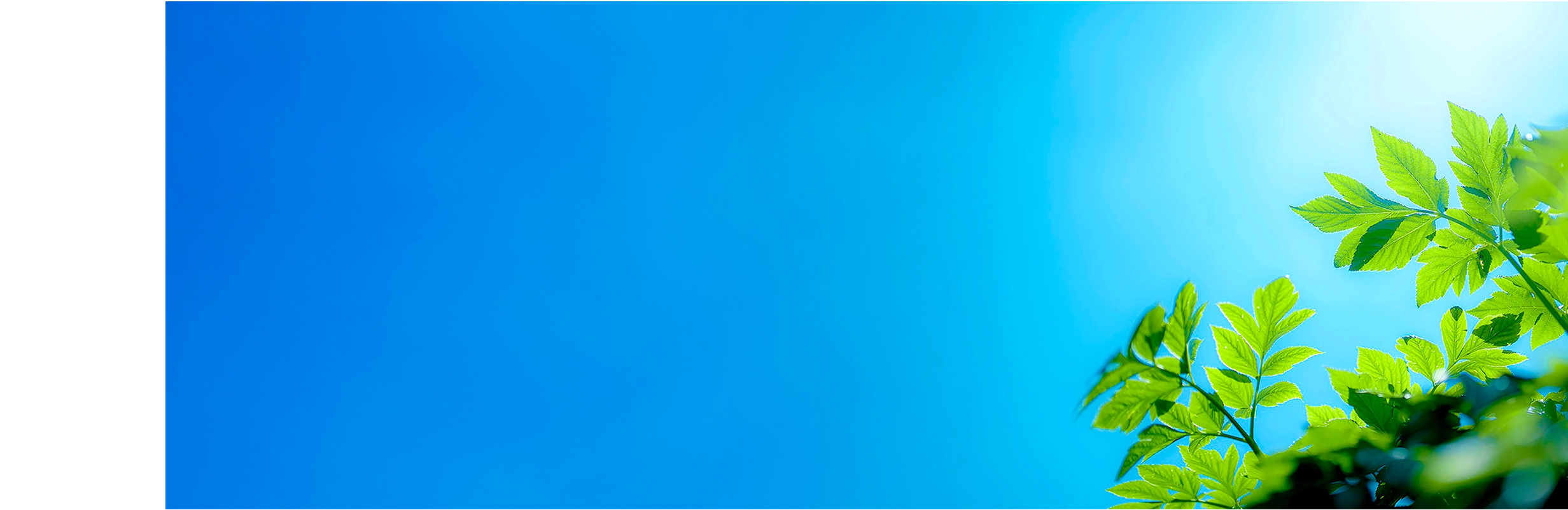 明日葉のイメージ