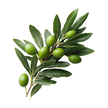 オリーブの葉の写真