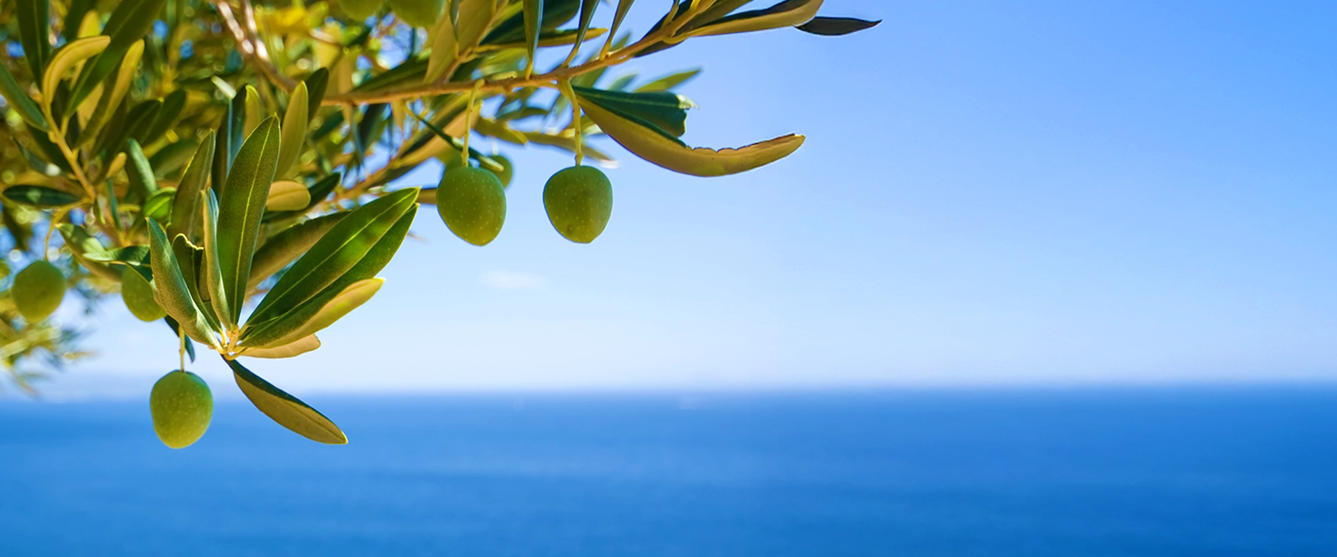 オリーブ葉の背景